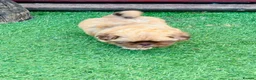 Shih Tzu dogs for sale: Handsome liver Shih Tzu boy puppy  - Advert 15