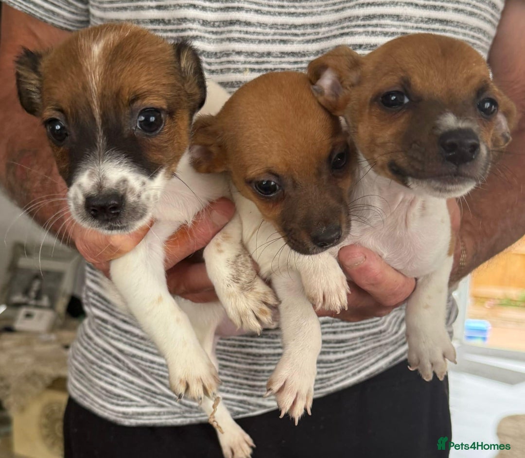 Jack Russell dogs for sale: Jack russell - Image 2