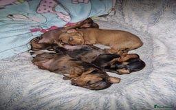 Miniature Dachshund dogs for sale: Miniature Dachshund Puppies – Short-Haired - £1000 - Image 11