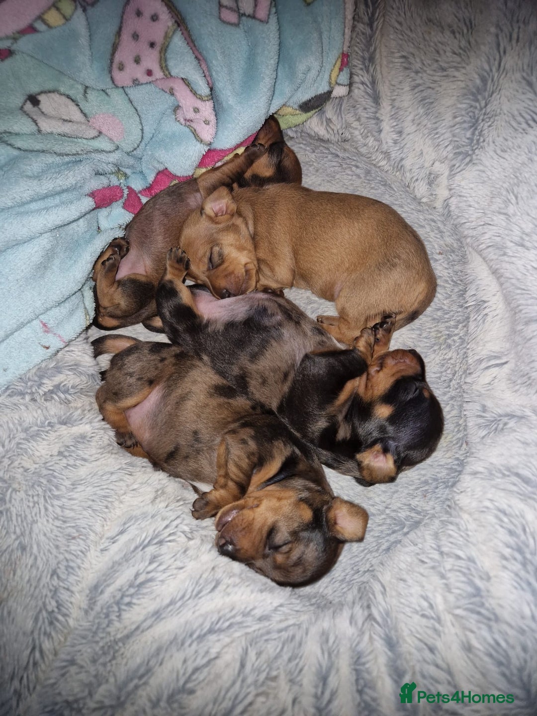 Miniature Dachshund dogs for sale: Miniature Dachshund Puppies – Short-Haired - £1000 - Image 11