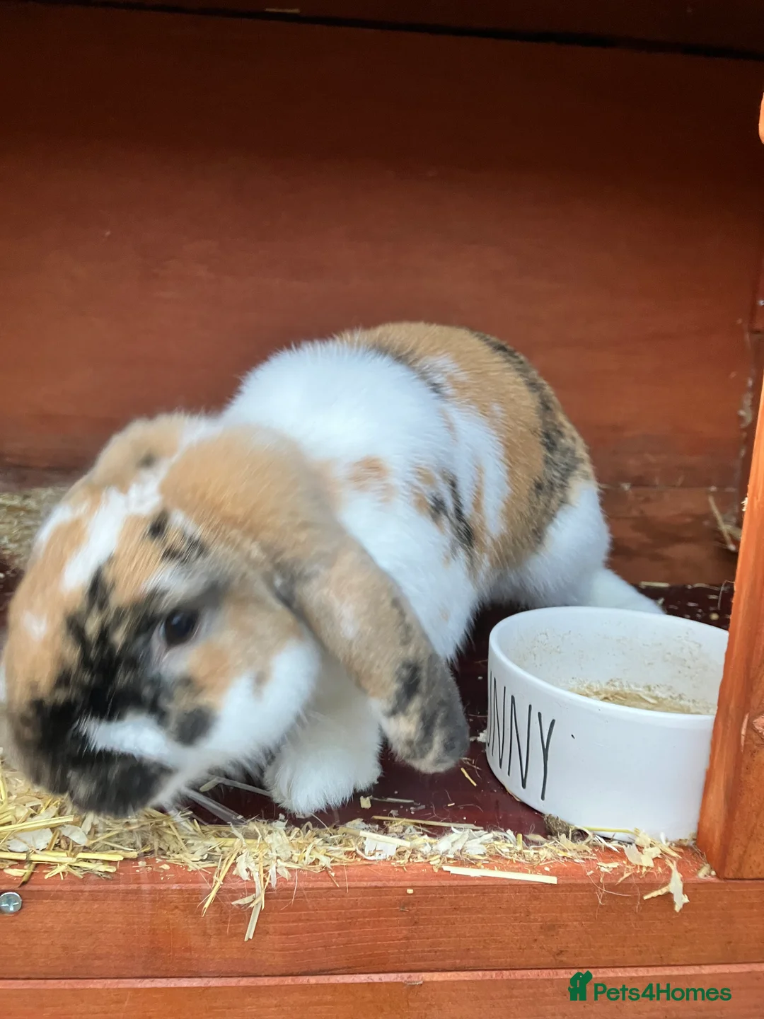 English Lop rabbits for sale: English Lop Bunny & Hutch for Sale - Advert 2