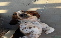 Basset Hound dogs for sale: Basset Hounds - Image 1