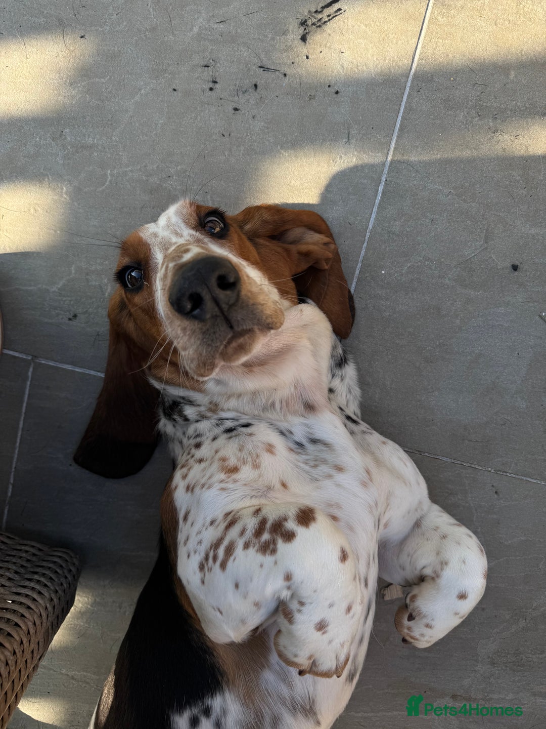 Basset Hound dogs for sale: Basset Hounds - Image 1