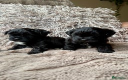Lhasapoo dogs for sale: *****only 1 girl and 2 boys left ***** - Image 20