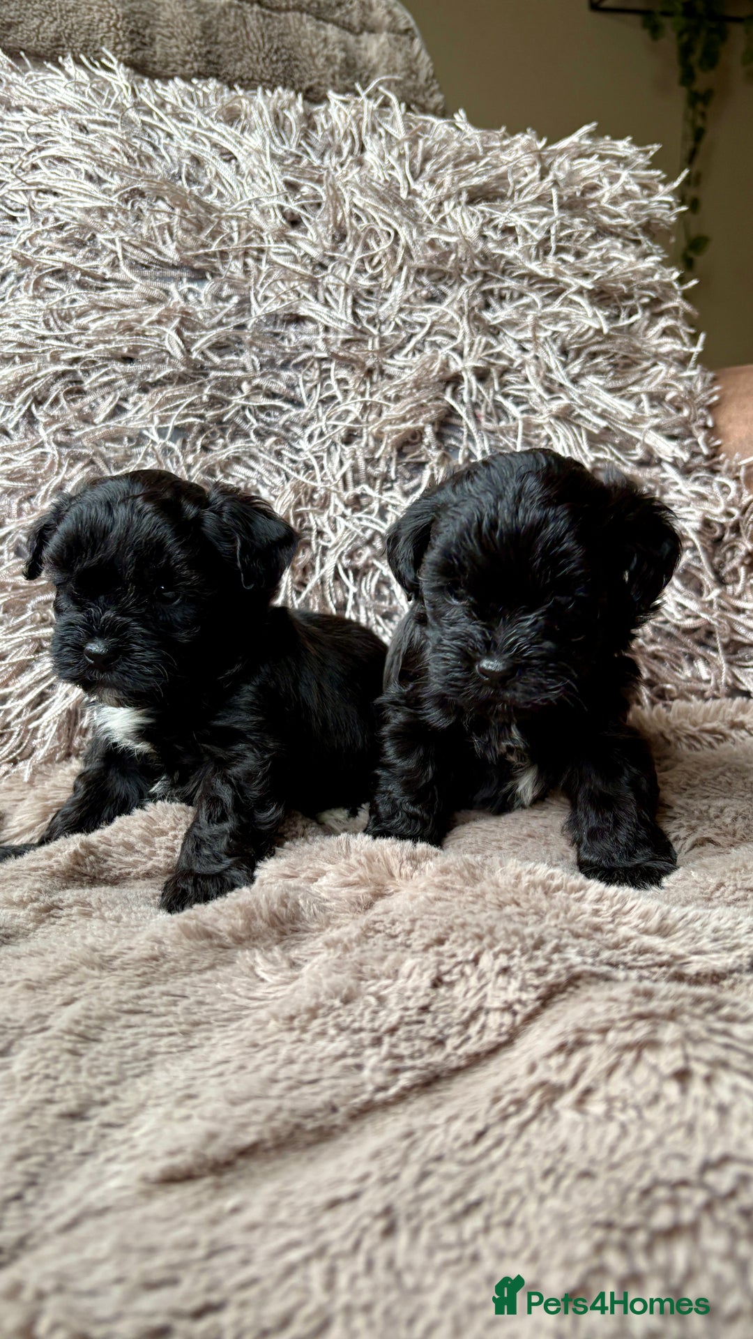 Lhasapoo dogs for sale: *****only 1 girl and 2 boys left ***** - Image 20