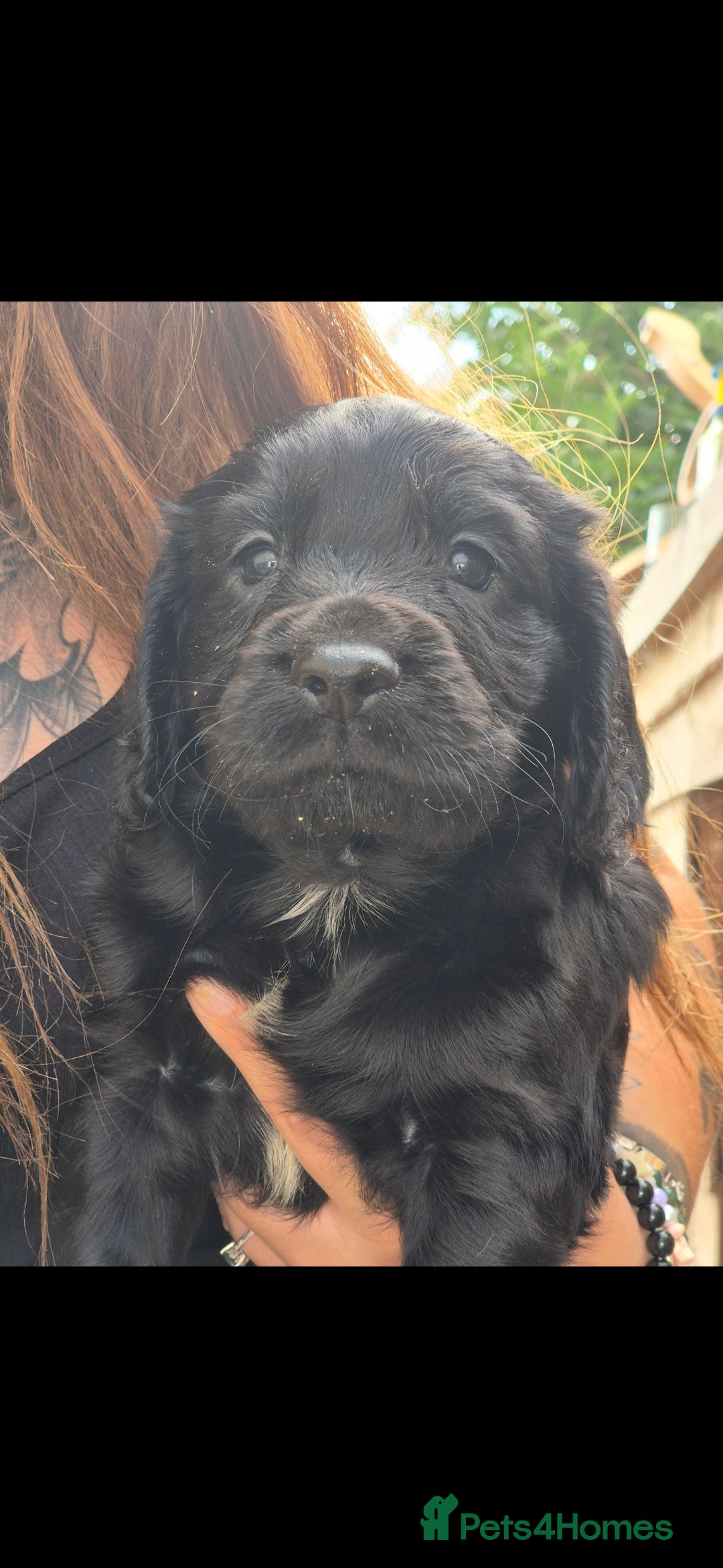 Cocker Spaniel dogs for sale: Merle, red and black cocker pups - Image 4