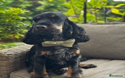 Cocker Spaniel dogs for sale: Stunning show type cocker spaniel boy - Image 1