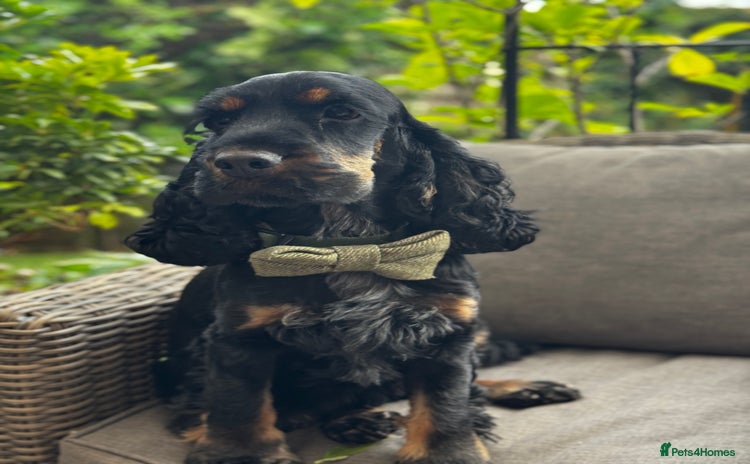 Cocker Spaniel dogs - Advert 6