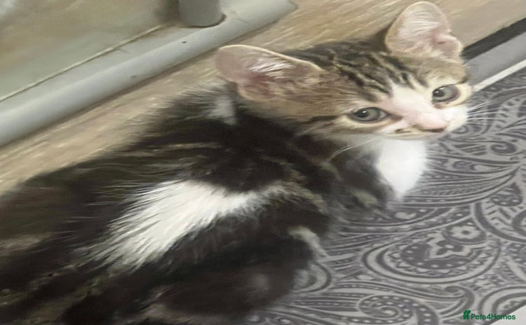 Mixed Breed cats - Advert 1