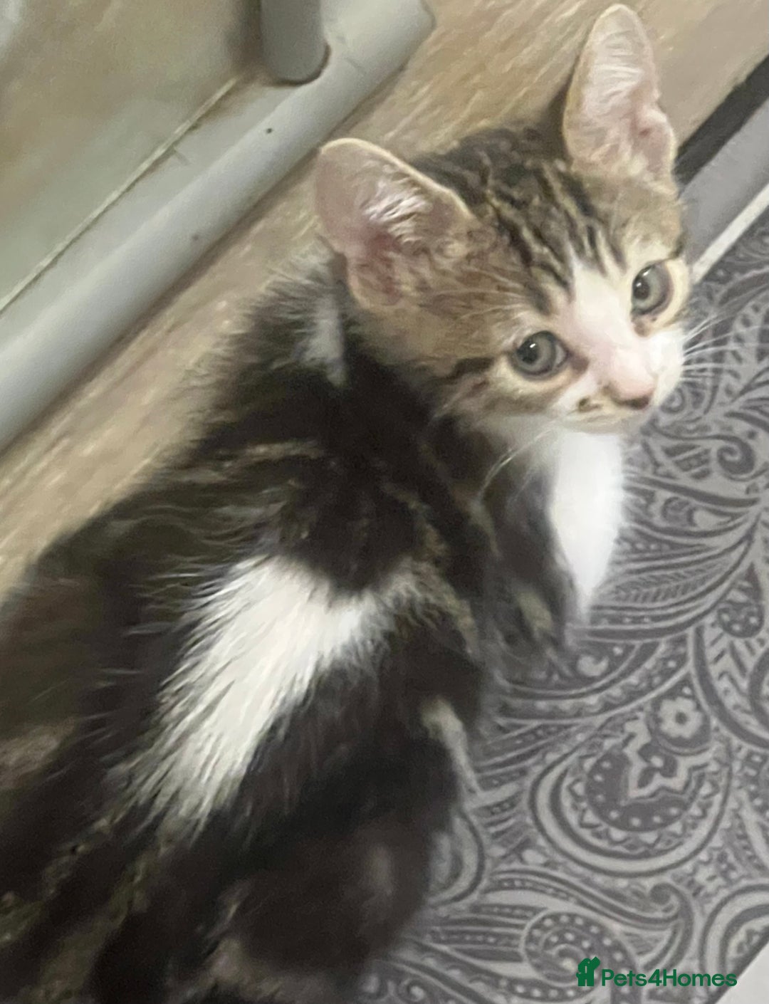Mixed Breed cats for sale: Handsome boy nearly 9 weeks old ready to go  - Image 1