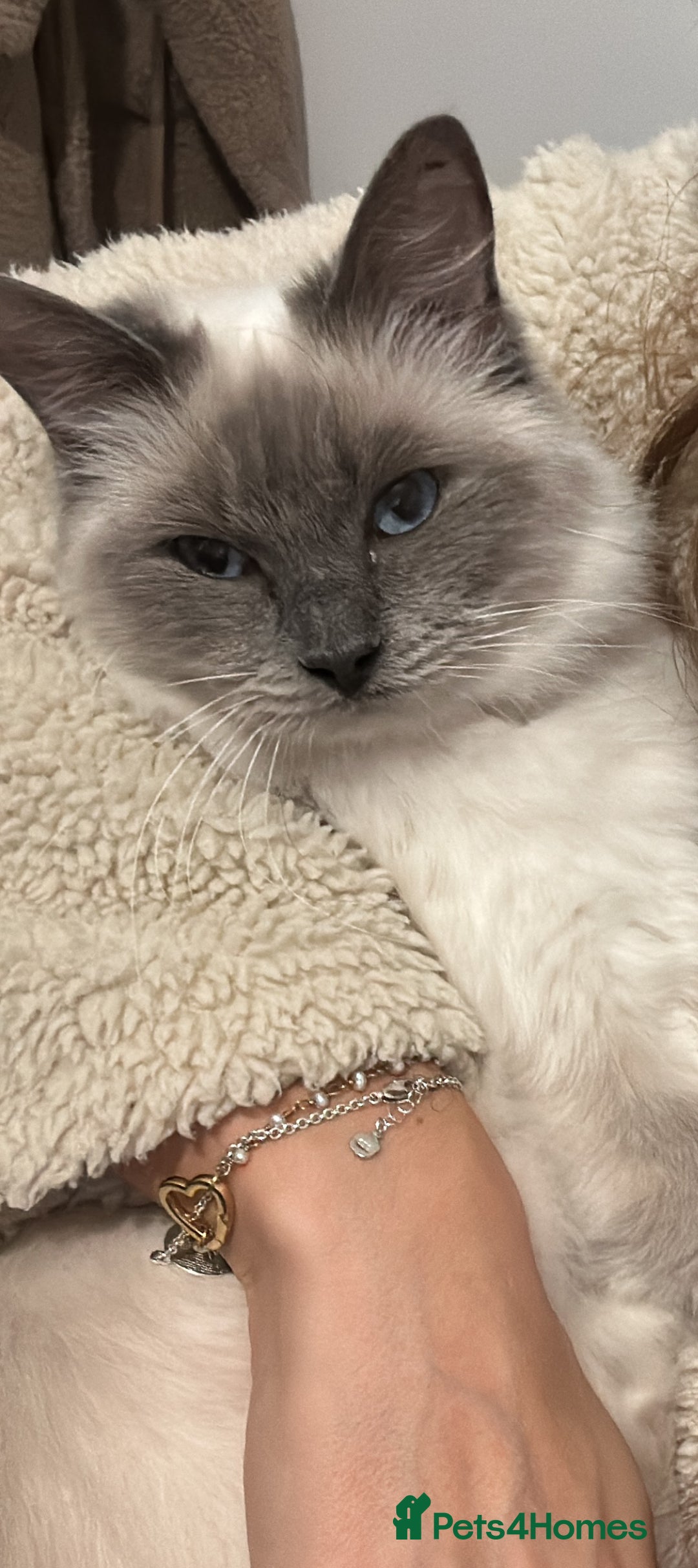 Ragdoll cats for sale: Dolly the Ragdoll - Advert 5