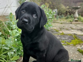 Labrador Retriever dogs Adorable Labrador Puppies - Advert 11