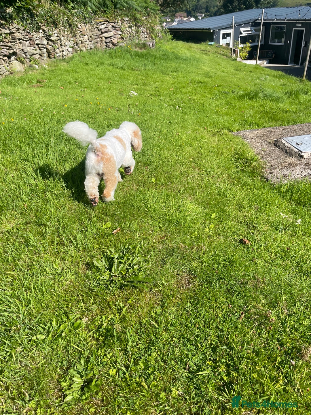 Miniature Poodle dogs for stud: Red/aipricot parti poodle. DNA clear  in Porth - Advert 11