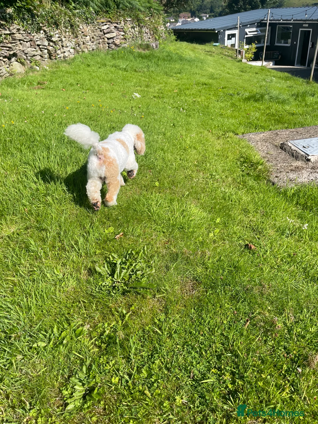 Miniature Poodle dogs for stud: Red/aipricot parti poodle. DNA clear  in Porth - Advert 11