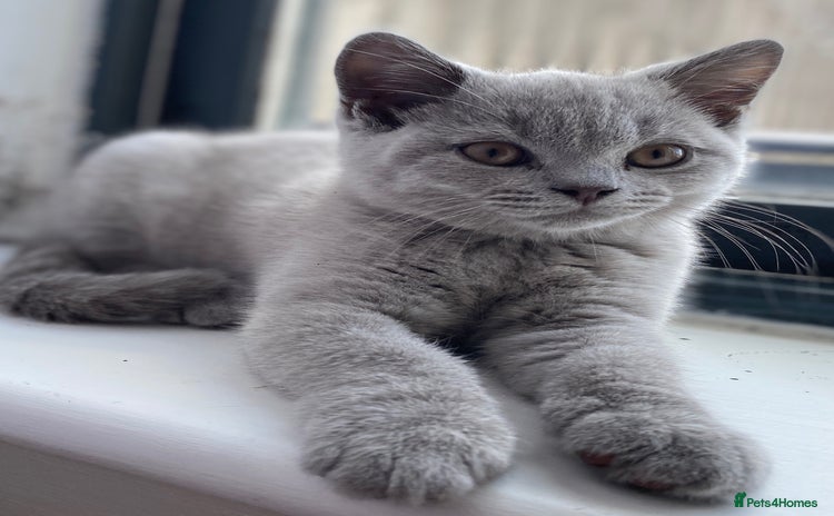 British Shorthair cats - Advert 13
