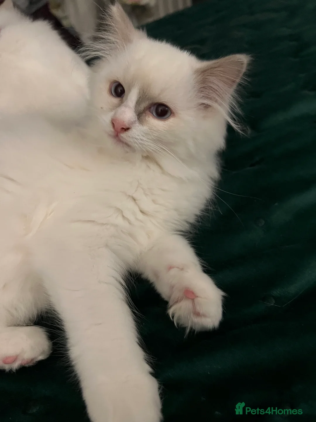 Ragdoll cats for sale: Rare blue+lilac bicolour + blue tortie kittens - Advert 8