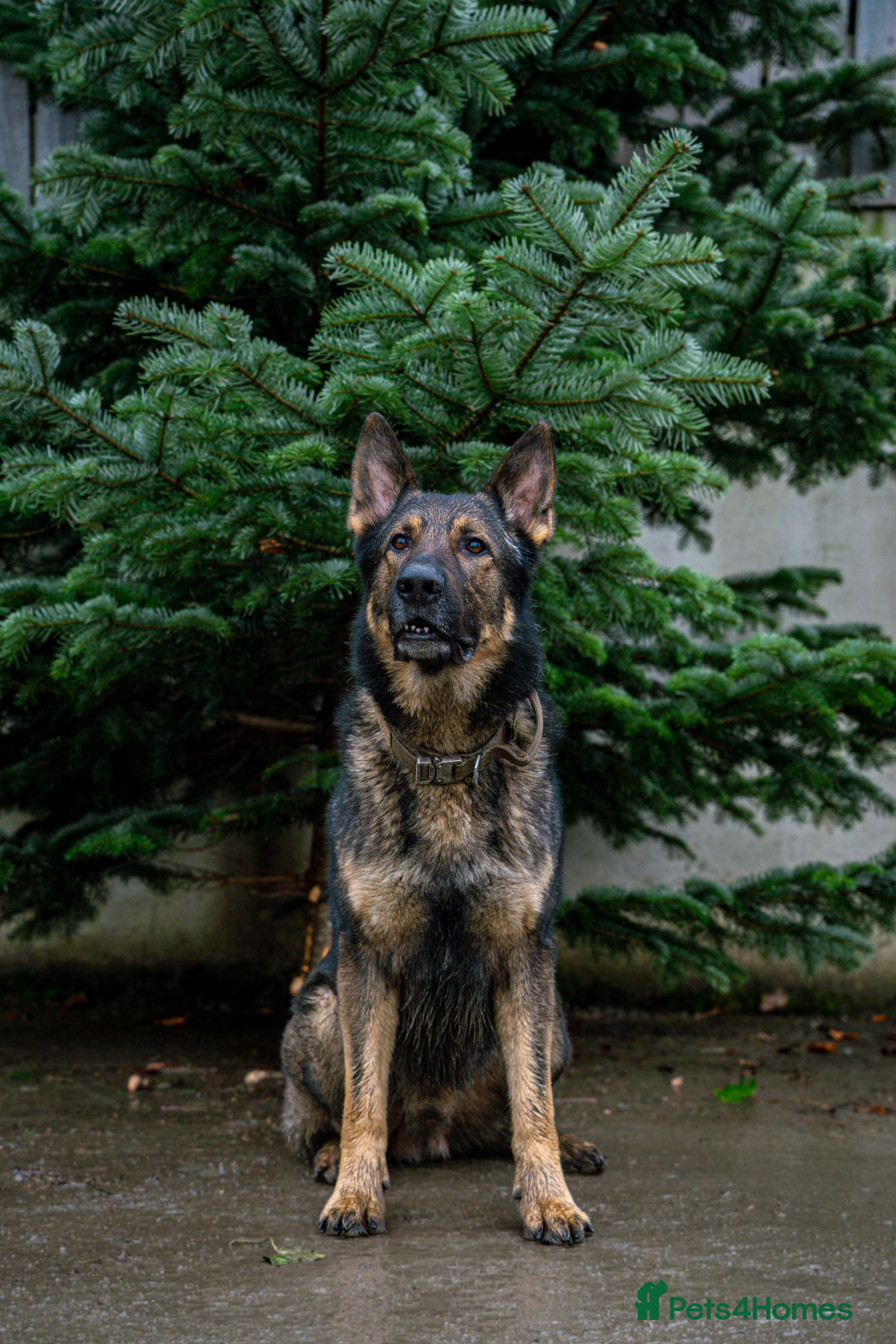 German Shepherd dogs German Shepherd Stud in Builth Wells - Advert 1