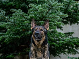 German Shepherd dogs German Shepherd Stud in Builth Wells - Advert 5