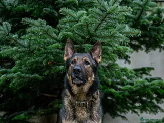 German Shepherd dogs German Shepherd Stud in Builth Wells - Advert 6