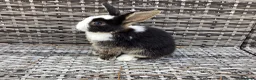 Mini Lop rabbits for sale: Stunning pure bred mini lop buck  - Advert 1