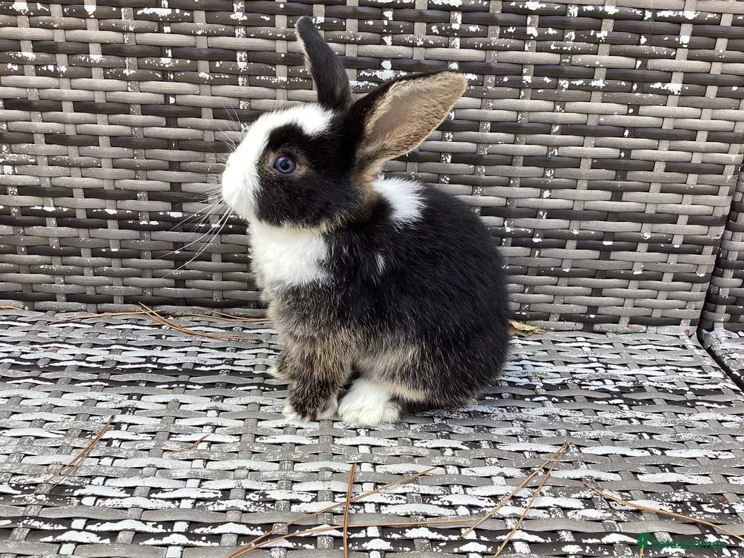 Mini Lop rabbits for sale: Stunning pure bred mini lop buck  - Advert 1