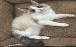 Mixed Breed cats for sale: BEAUTIFUL KITTENS  - Image 9