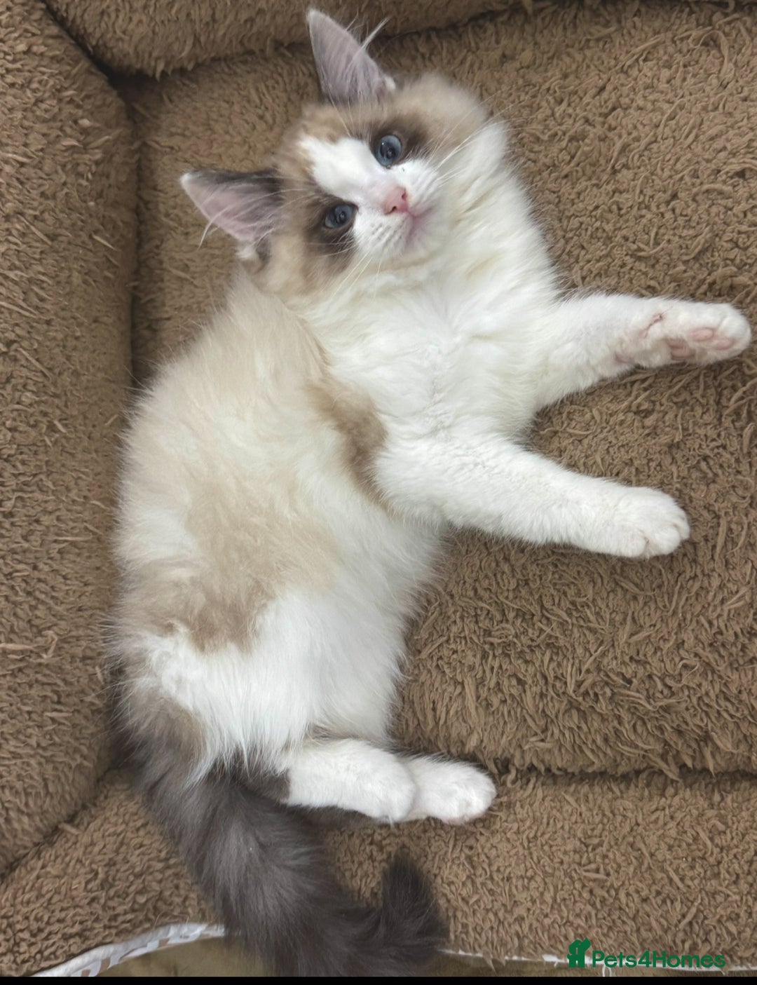 Mixed Breed cats for sale: BEAUTIFUL KITTENS  - Image 9