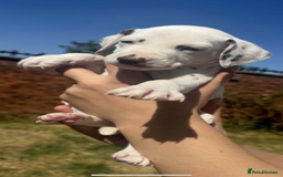 Dalmatian dogs for sale: Dalmatian puppies  - Image 11