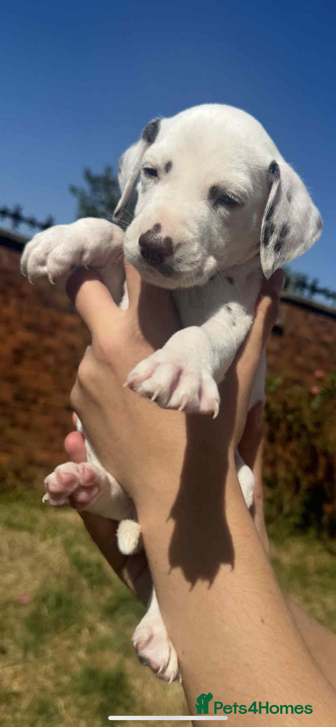 Dalmatian dogs for sale: Dalmatian puppies  - Image 11