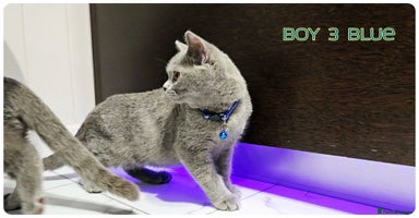 British Shorthair cats - Advert 5