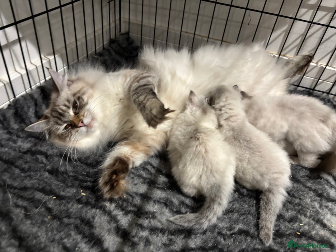 Siberian cats for sale: 🌓Word Champion Grandfather 🌖 - Advert 14