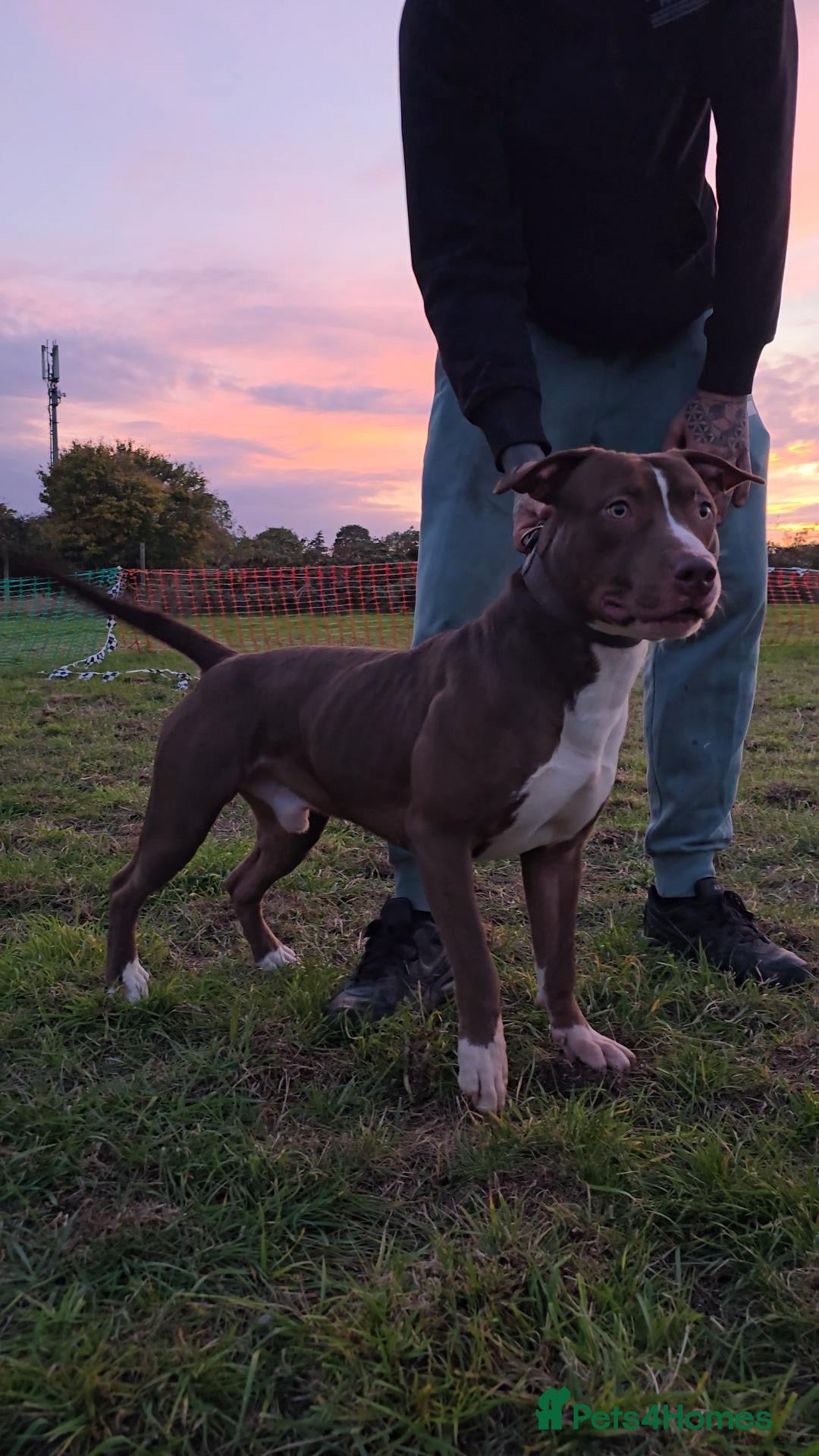 Mixed Breed dogs for sale: Reggie. Bull terrier cross.  - Advert 2