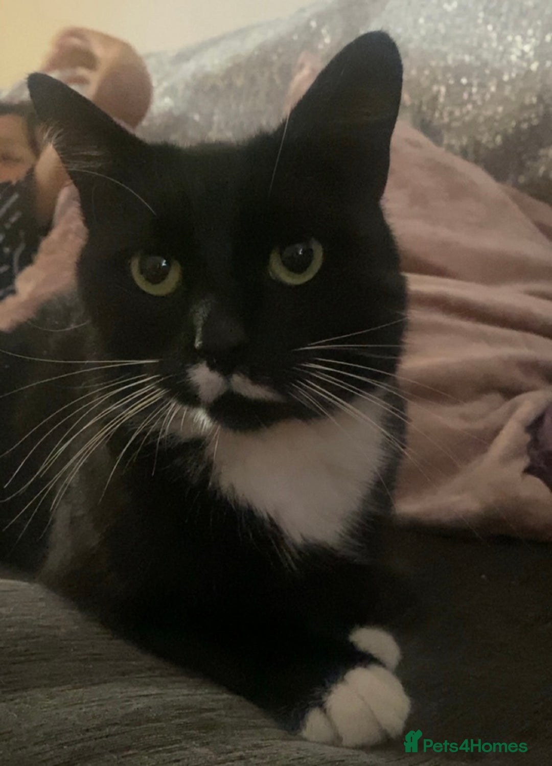 Bengal cats for sale: Black white tuxedo cat  - Advert 2