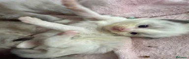 Ragdoll 1