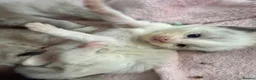 Ragdoll cats for sale: Ragdoll kittens  - Advert 3