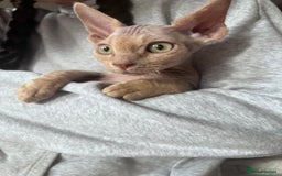 Devon Rex cats for sale: Ready now GCCF outstanding Devon Rex kittens  - Image 18
