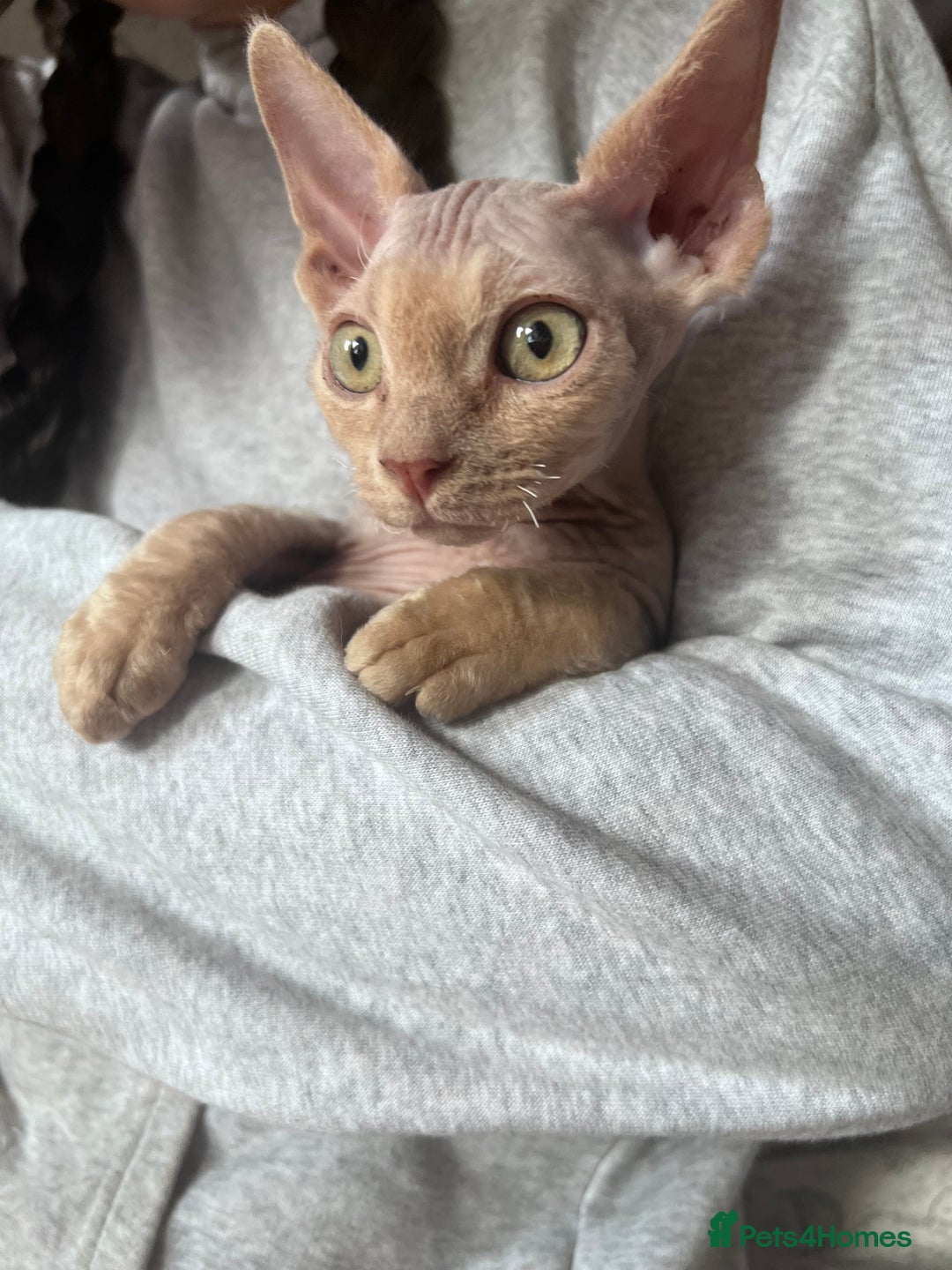 Devon Rex cats for sale: Ready now GCCF outstanding Devon Rex kittens  - Image 18
