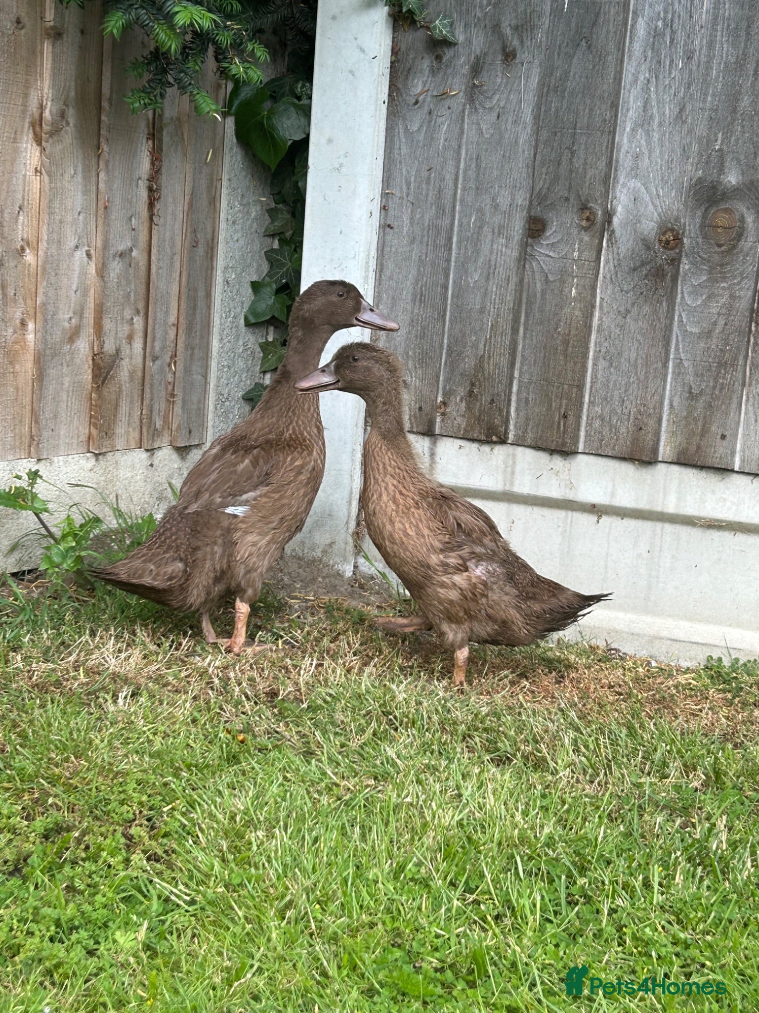 Ducks poultry Female khaki Campbell ducklings  - Advert 1