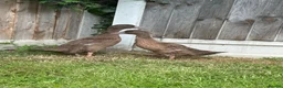 Ducks poultry for sale: Female khaki Campbell ducklings  - Advert 1