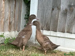 Ducks poultry Female khaki Campbell ducklings - Advert 1