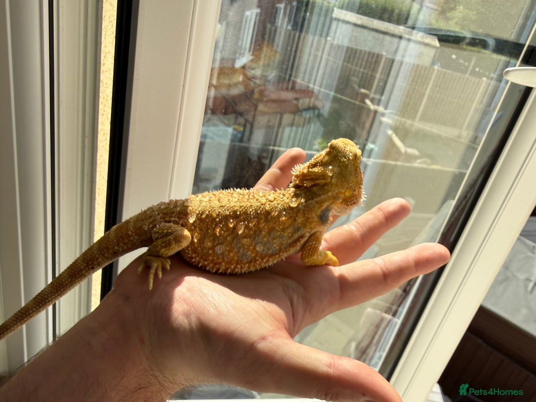 Bearded Dragon reptiles for sale: 🔥🦎🔥❤️ BEARDED DRAGON Bargain £75 ❤️🔥🦎  - Image 7