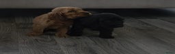 Cocker Spaniel dogs for sale: Two beautiful cocker spaniel puppies  - Advert 5