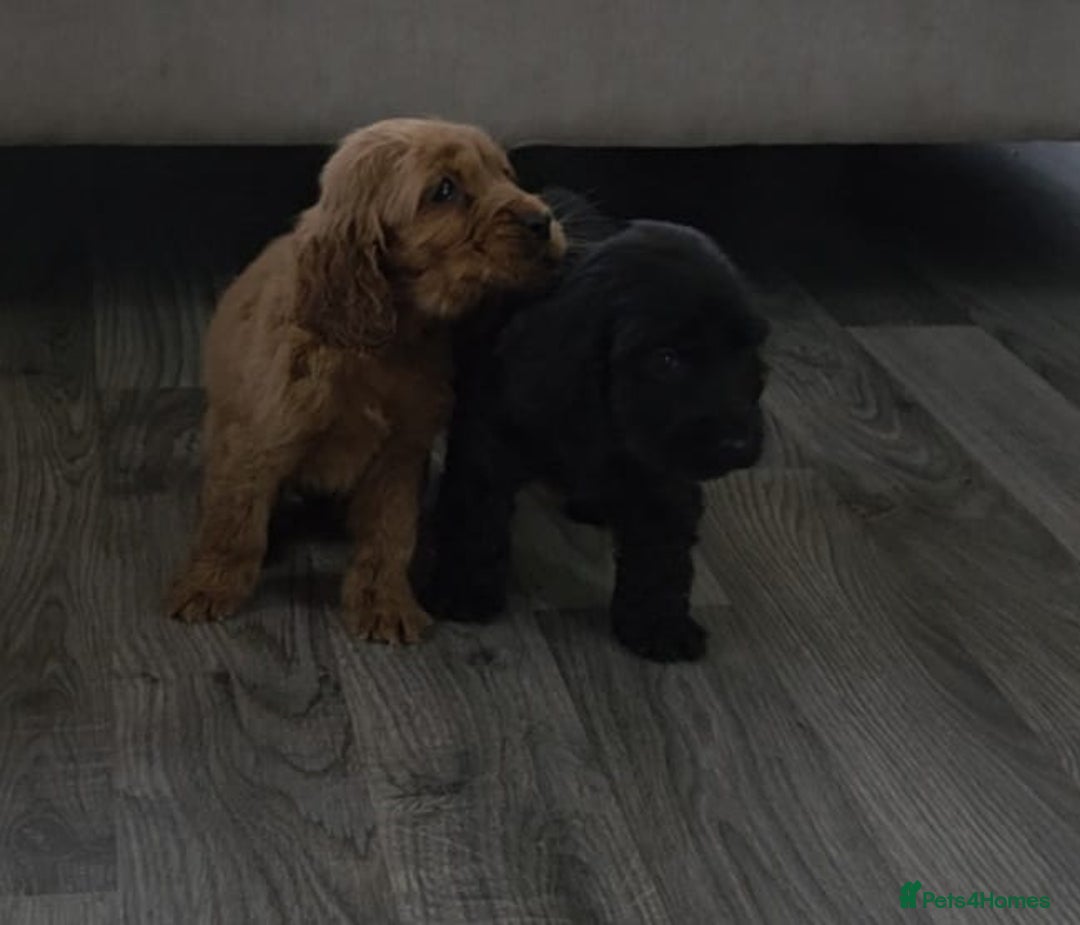 Cocker Spaniel dogs for sale: Two beautiful cocker spaniel puppies  - Advert 5