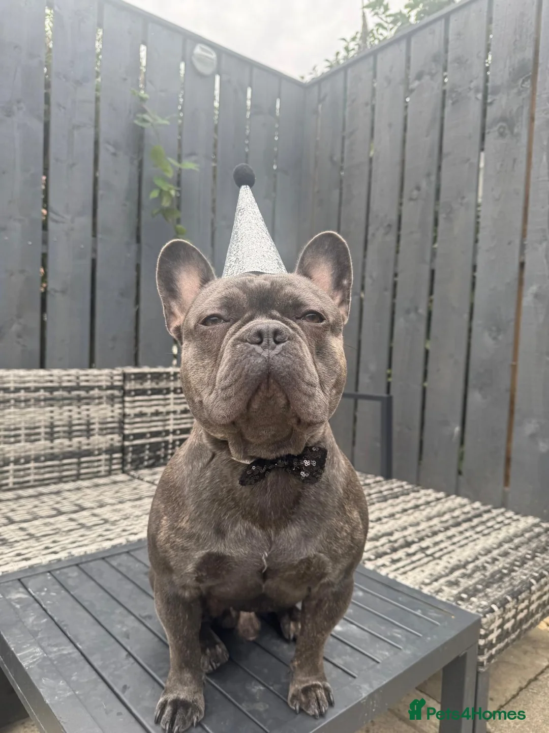 French Bulldog dogs for stud: Blue French Bulldog For Stud  - Advert 10