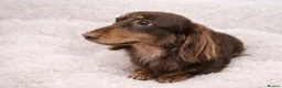 Miniature Dachshund dogs for sale: Stunning KC Long hair daxi. 5* breeders  - Advert 4