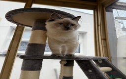 Ragdoll cats for sale: Beautiful ragdoll Dudley  - Advert 6