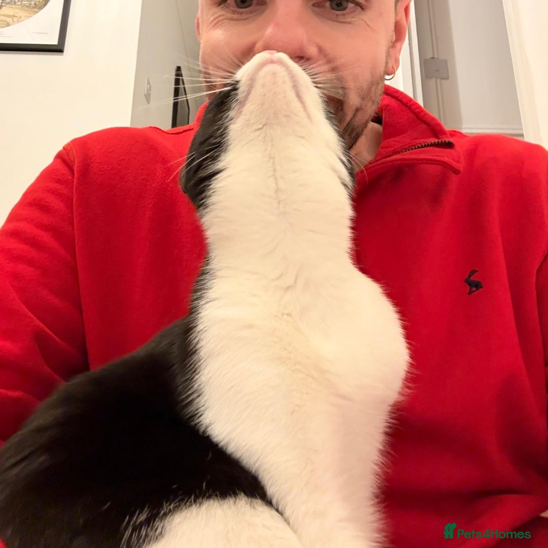 Mixed Breed cats for adoption: *Indoor cat* Misty:Talkative & Sensitive Soul 🤍🖤 - Advert 2