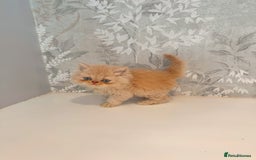 Persian cats for sale: Persian kittens 2 gorgeous boys  - Image 14