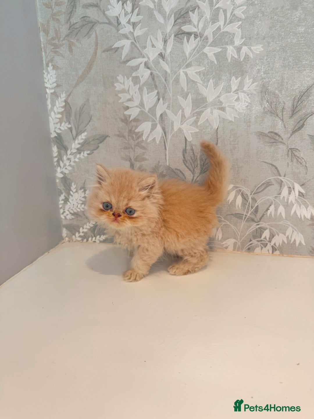 Persian cats for sale: Persian kittens 2 gorgeous boys  - Image 14