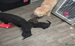 Cockapoo dogs for sale: F2 Cockapoos - Image 5